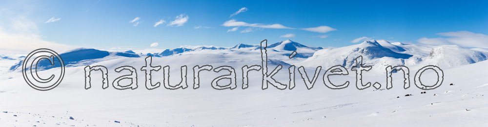 KA_160305_p42-56 / Ovibos moschatus / Moskusfe