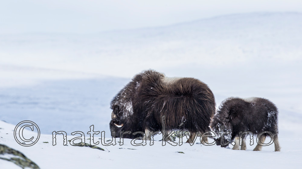 KA_160306_104 / Ovibos moschatus / Moskusfe