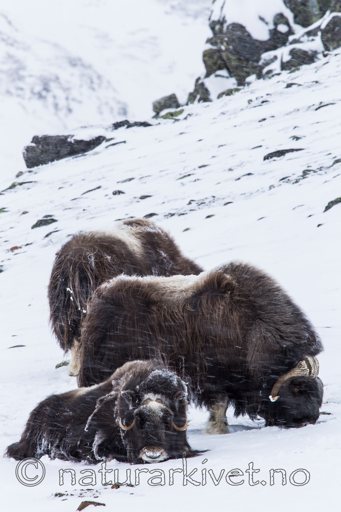 KA_160306_155 / Ovibos moschatus / Moskusfe