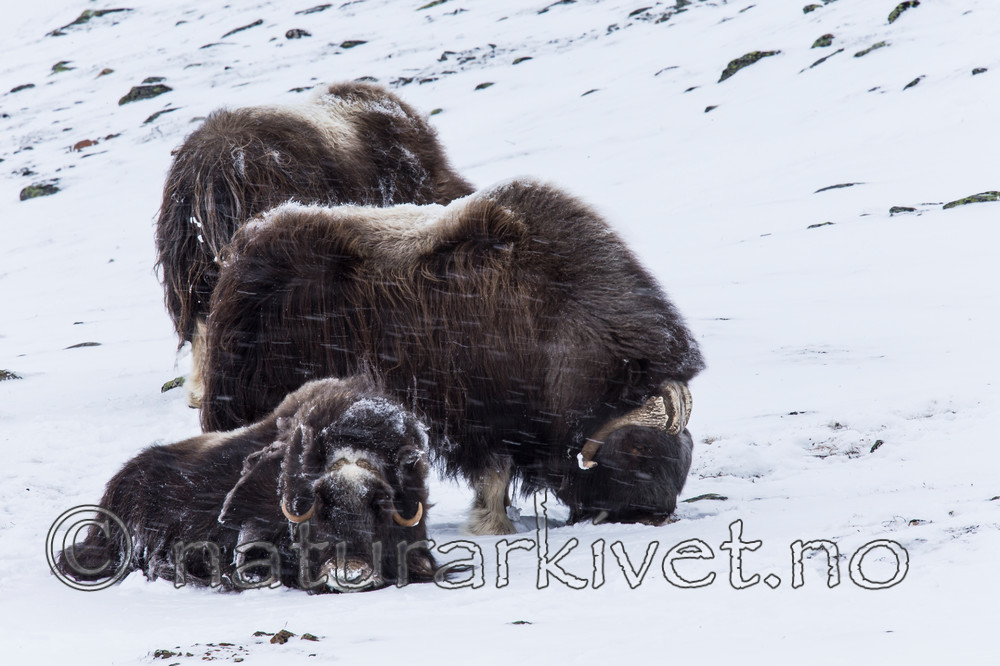 KA_160306_156 / Ovibos moschatus / Moskusfe