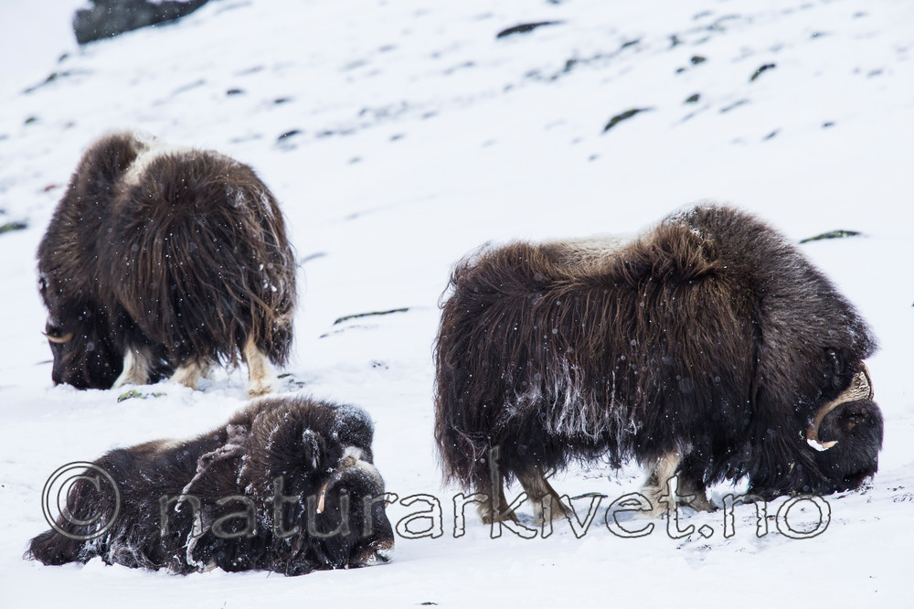 KA_160306_163 / Ovibos moschatus / Moskusfe