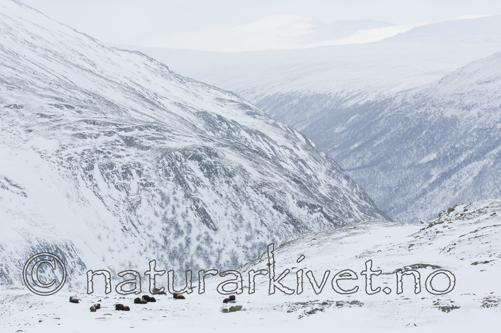 KA_160306_176 / Ovibos moschatus / Moskusfe