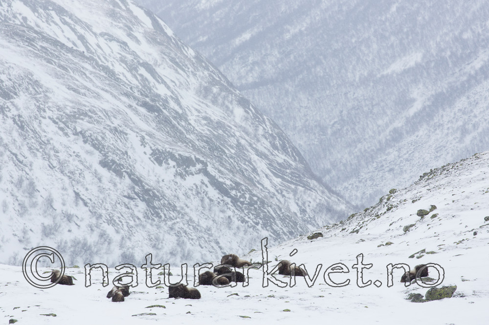 KA_160306_181 / Ovibos moschatus / Moskusfe