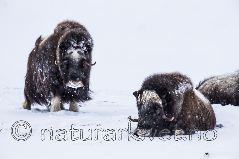 KA_160306_186 / Ovibos moschatus / Moskusfe