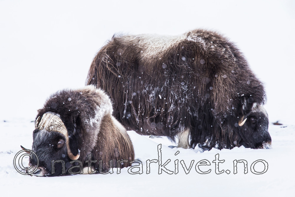 KA_160306_190 / Ovibos moschatus / Moskusfe