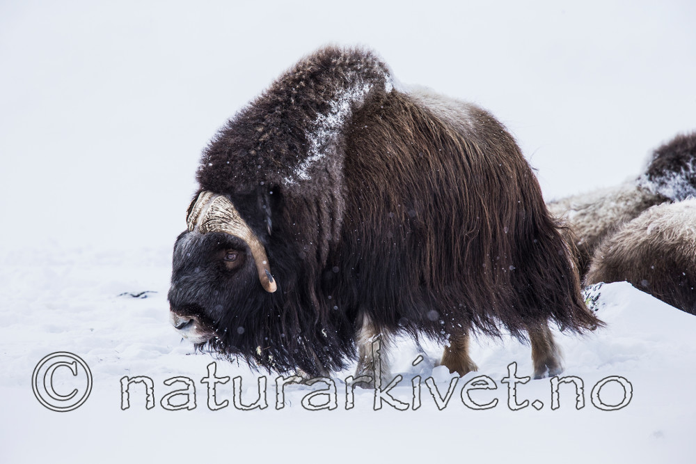 KA_160306_192 / Ovibos moschatus / Moskusfe