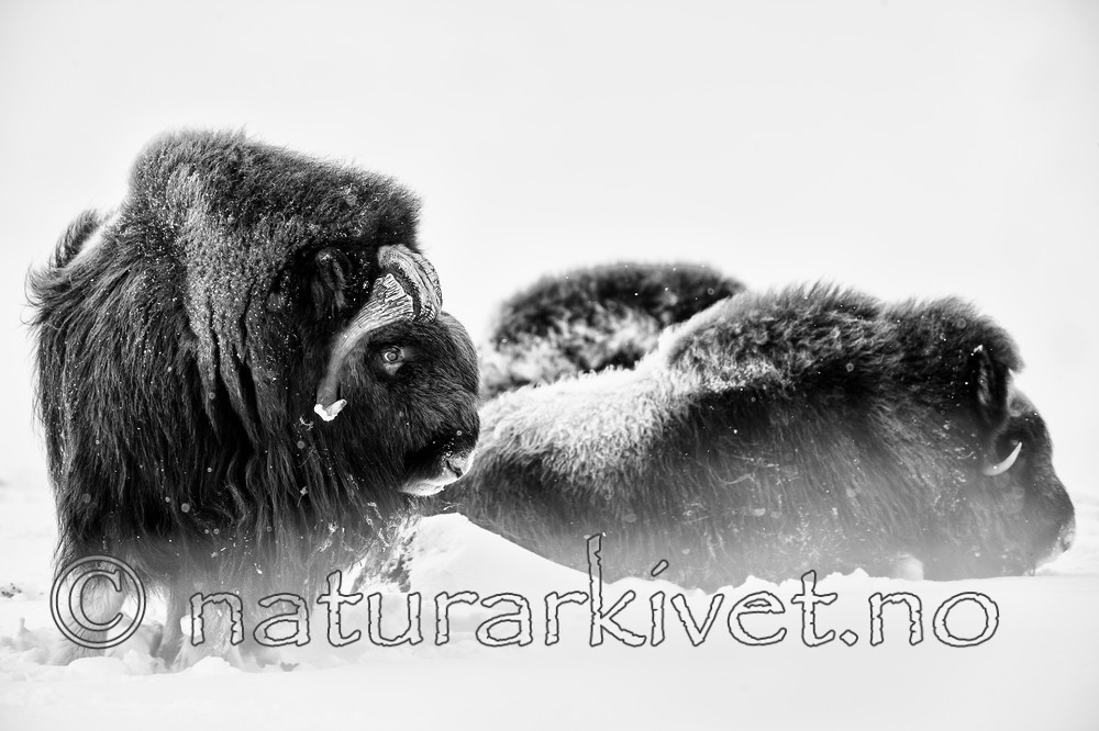 KA_160306_201-sh / Ovibos moschatus / Moskusfe