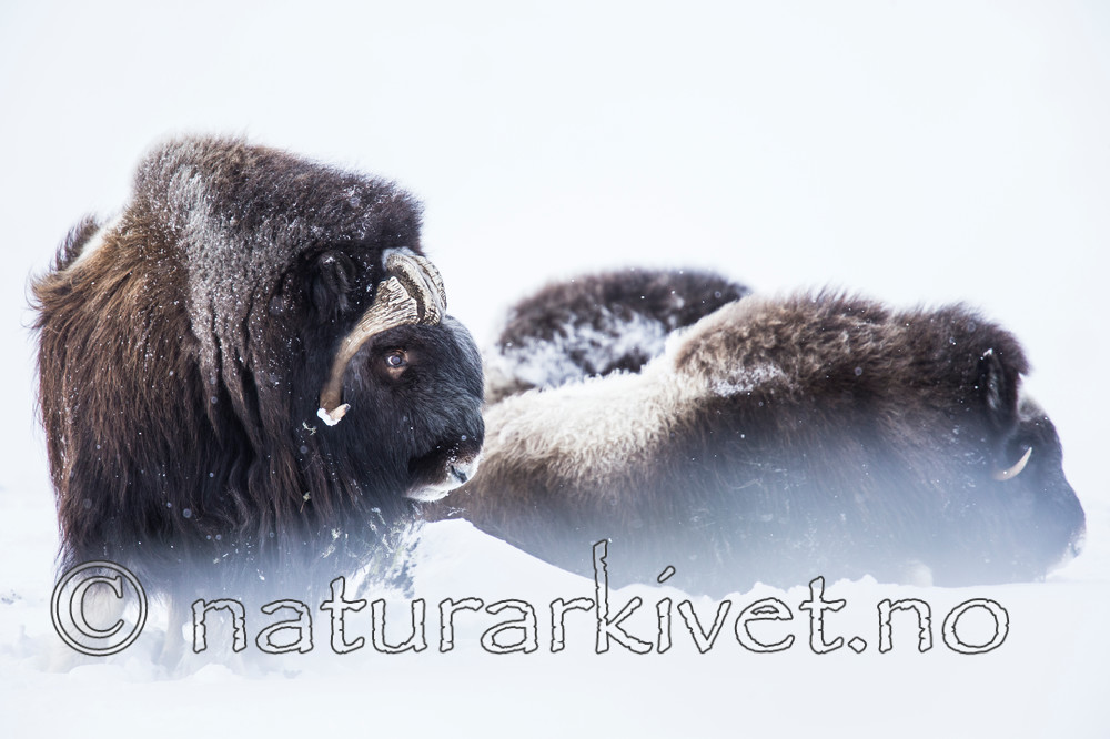 KA_160306_201 / Ovibos moschatus / Moskusfe