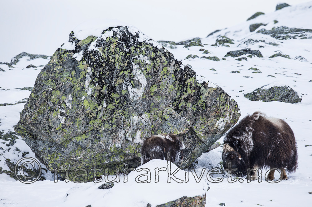 KA_160306_58 / Ovibos moschatus / Moskusfe