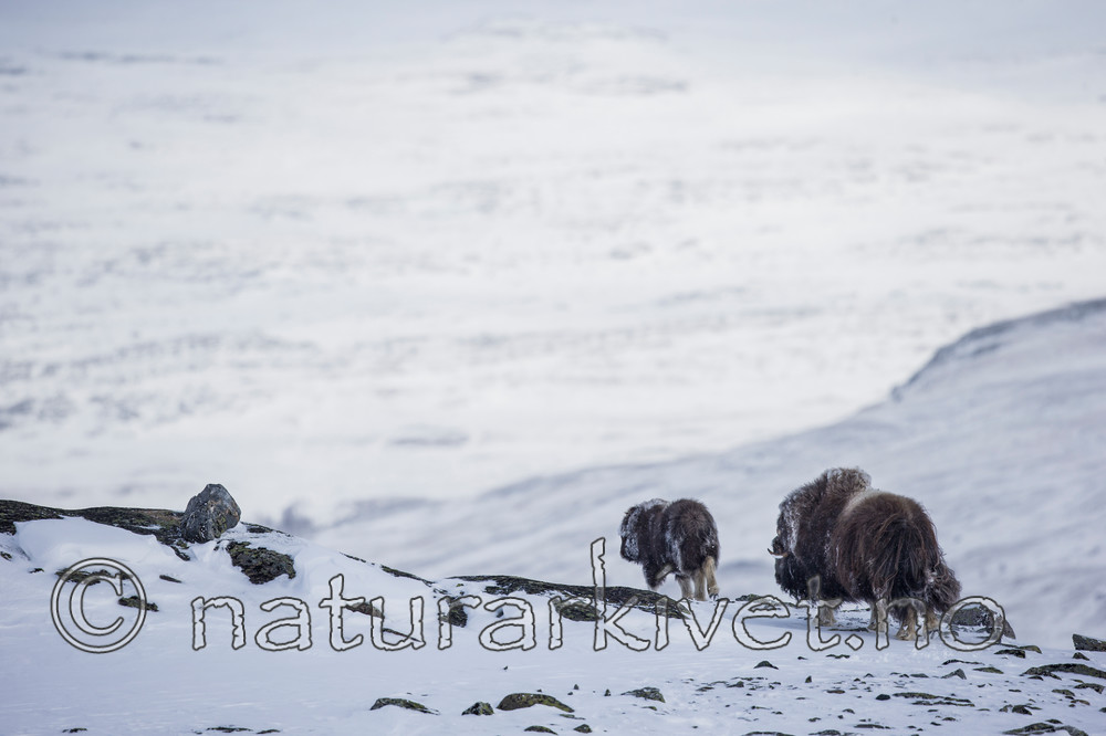 KA_160306_72 / Ovibos moschatus / Moskusfe