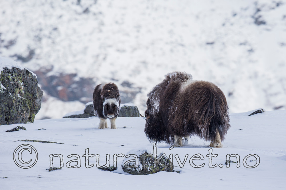 KA_160306_78 / Ovibos moschatus / Moskusfe