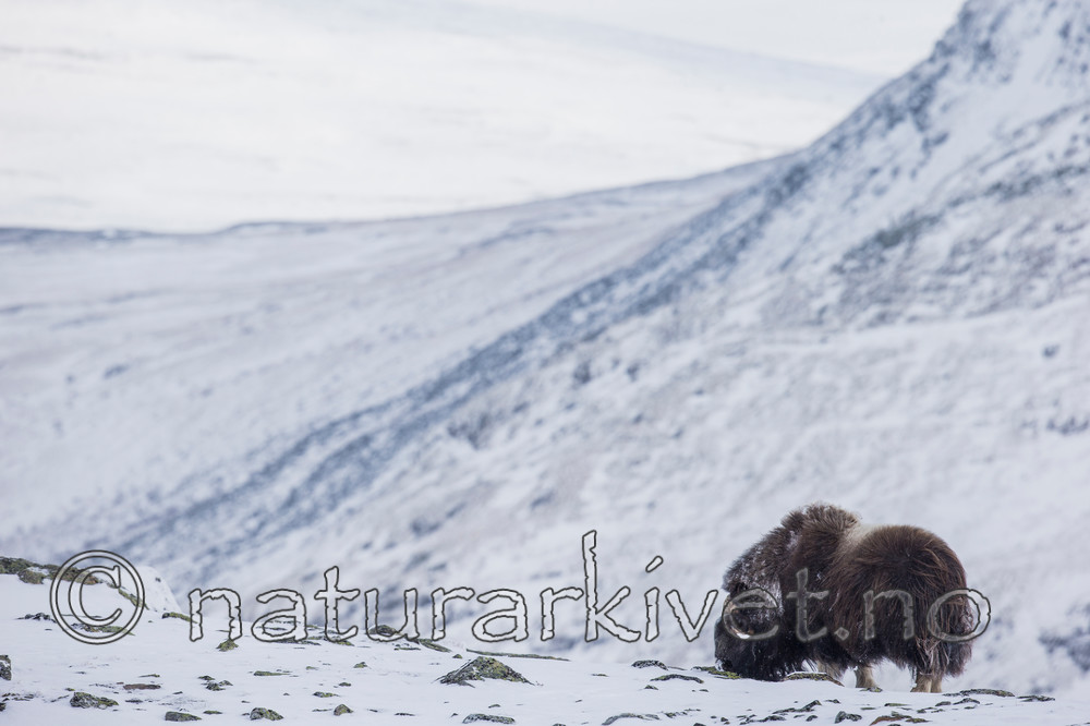 KA_160306_84 / Ovibos moschatus / Moskusfe