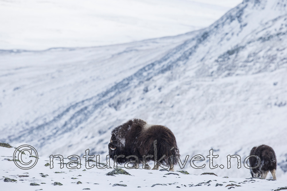 KA_160306_86 / Ovibos moschatus / Moskusfe