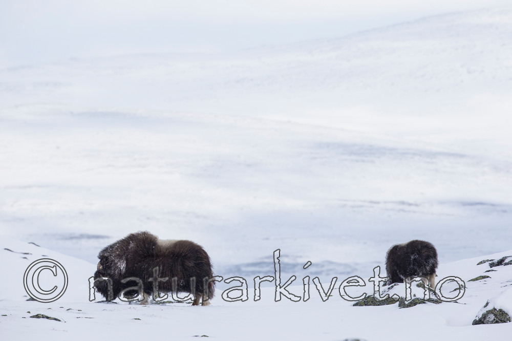 KA_160306_98 / Ovibos moschatus / Moskusfe