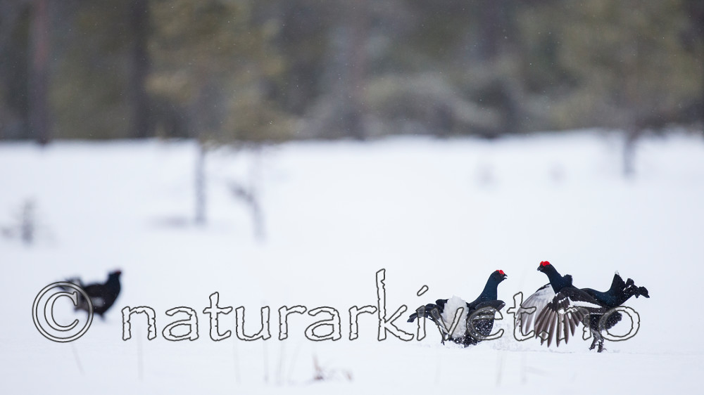 KA_160402_100 / Tetrao tetrix / Orrfugl