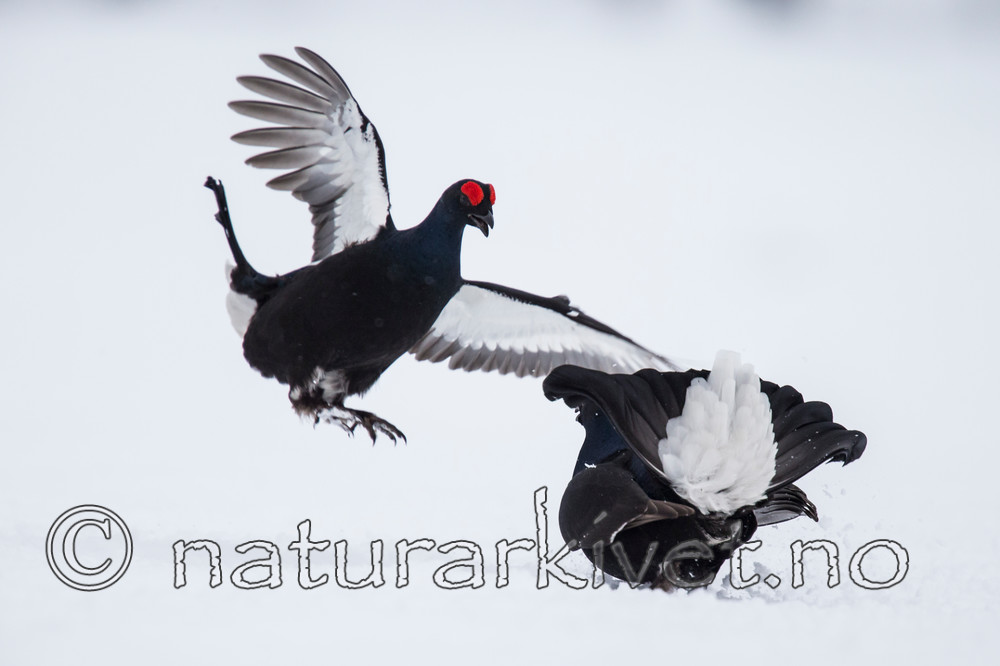 KA_160402_151 / Tetrao tetrix / Orrfugl