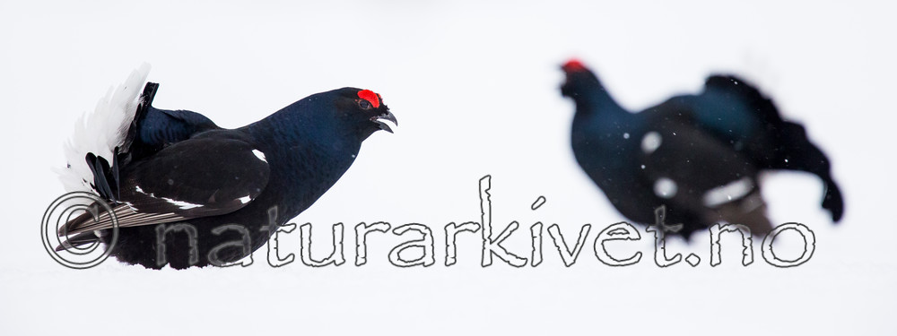 KA_160402_186 / Tetrao tetrix / Orrfugl