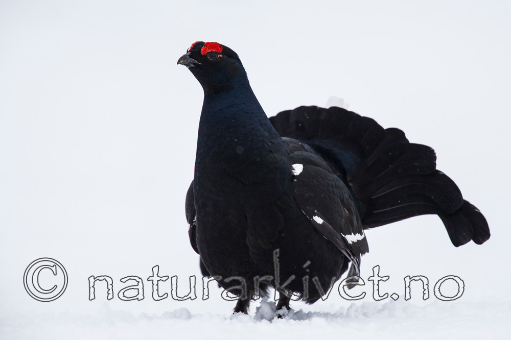 KA_160402_193 / Tetrao tetrix / Orrfugl