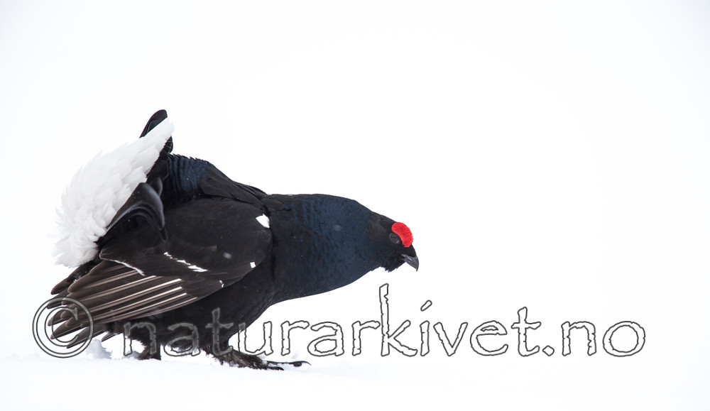 KA_160402_214 / Tetrao tetrix / Orrfugl