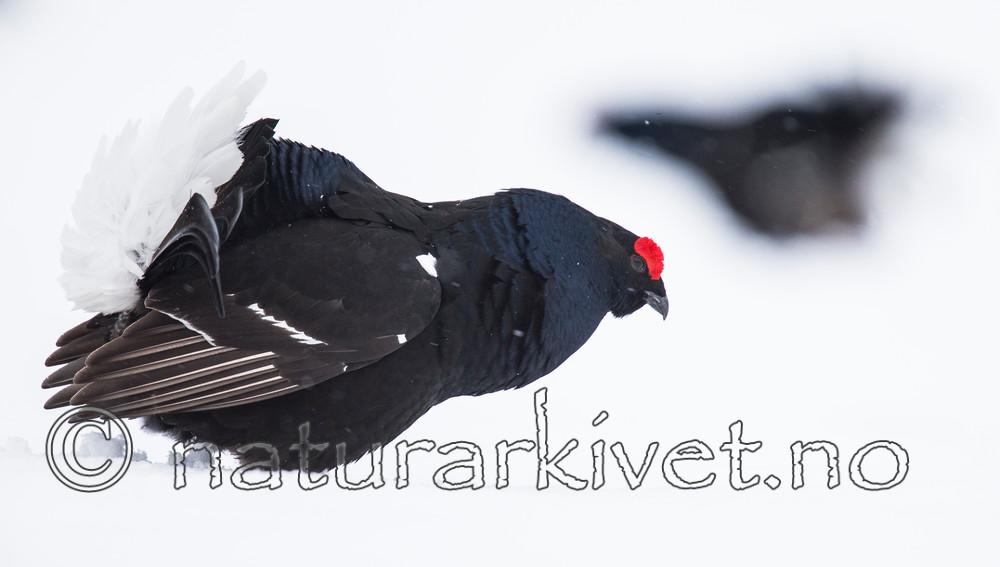 KA_160402_219 / Tetrao tetrix / Orrfugl