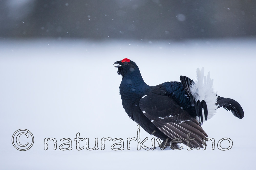 KA_160402_60 / Tetrao tetrix / Orrfugl