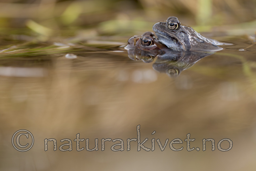 KA_160410_12 / Rana temporaria / Buttsnutefrosk
