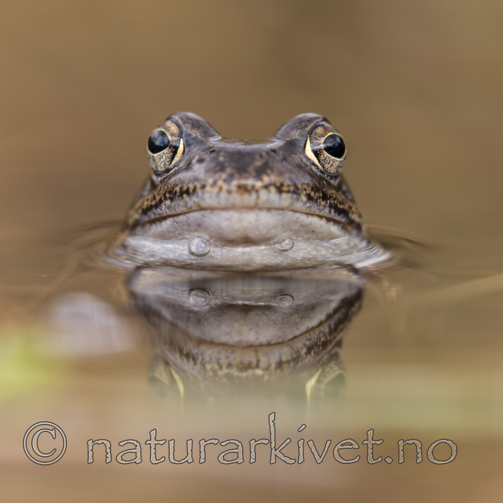 KA_160410_13 / Rana temporaria / Buttsnutefrosk