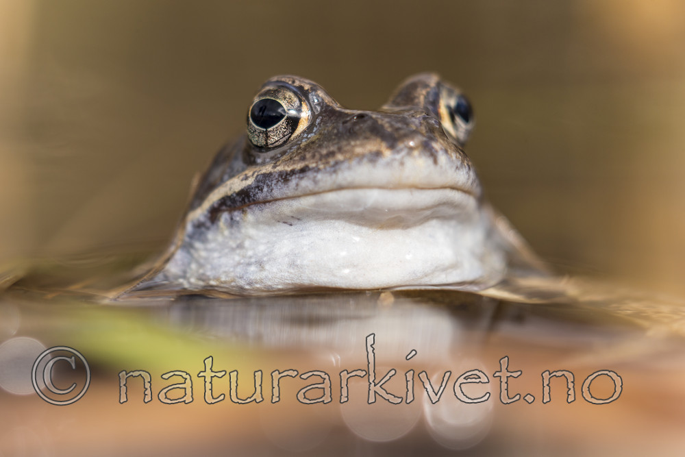 KA_160410_16 / Rana temporaria / Buttsnutefrosk