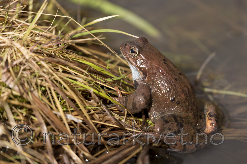 KA_160410_2 / Rana temporaria / Buttsnutefrosk