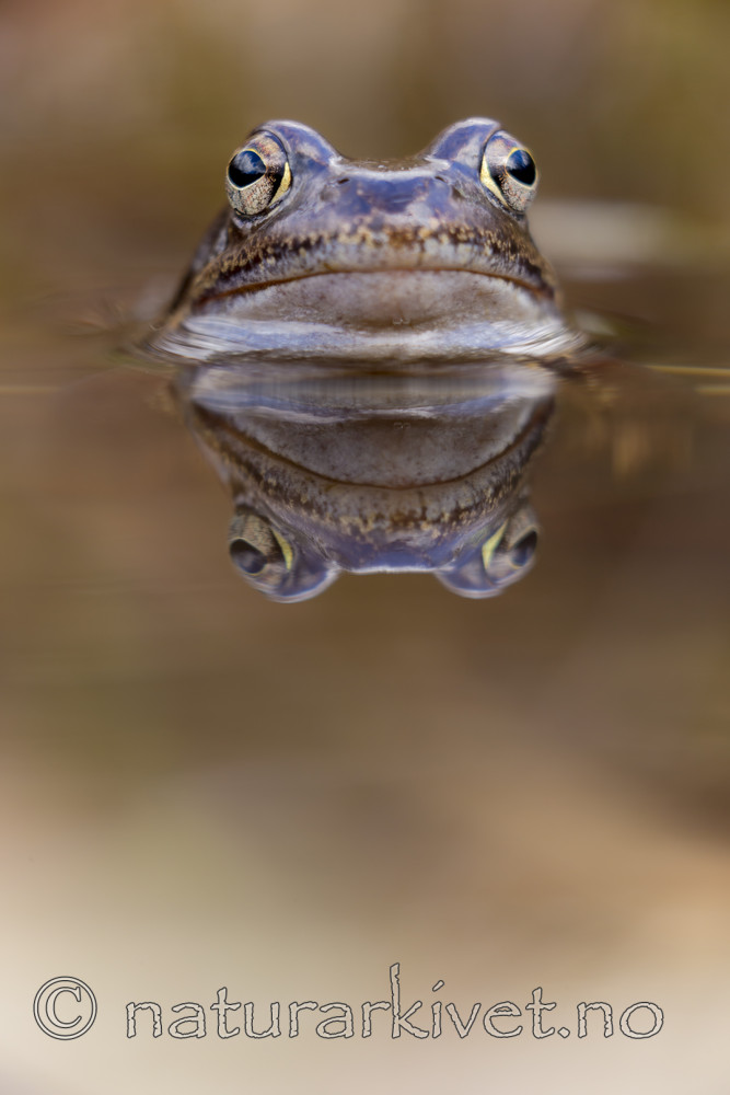 KA_160410_20 / Rana temporaria / Buttsnutefrosk