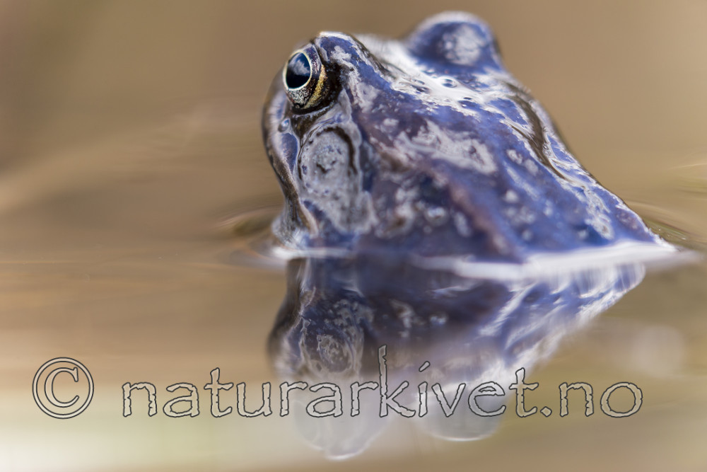 KA_160410_22 / Rana temporaria / Buttsnutefrosk