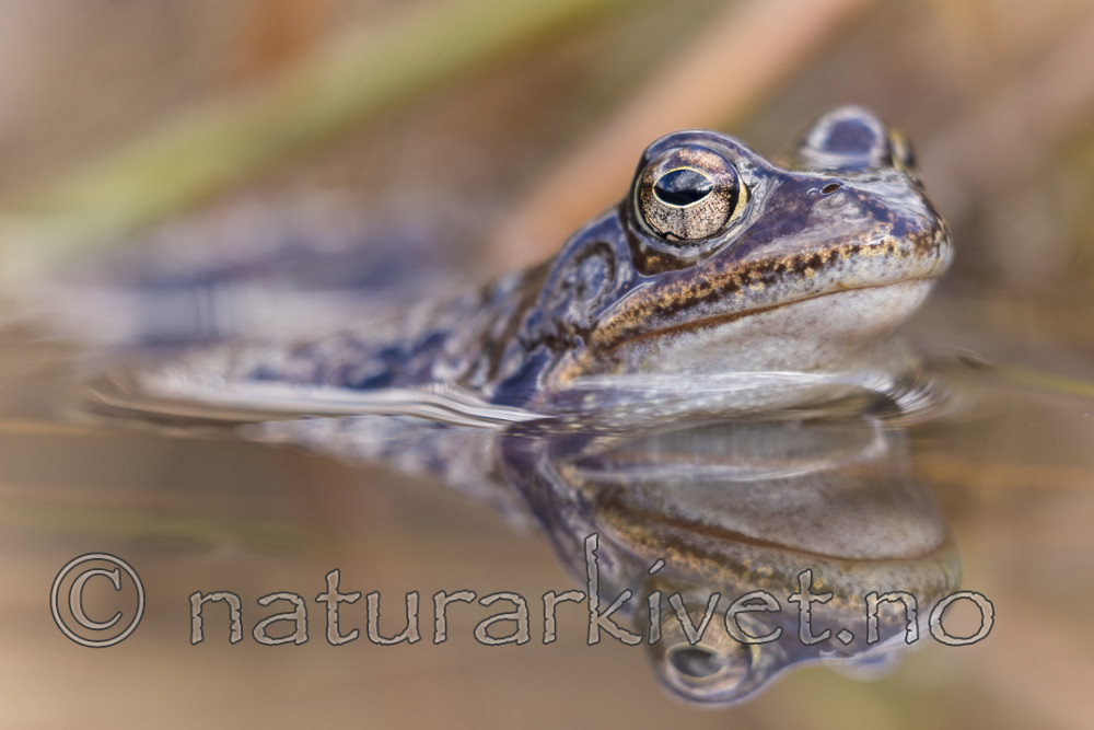KA_160410_24 / Rana temporaria / Buttsnutefrosk