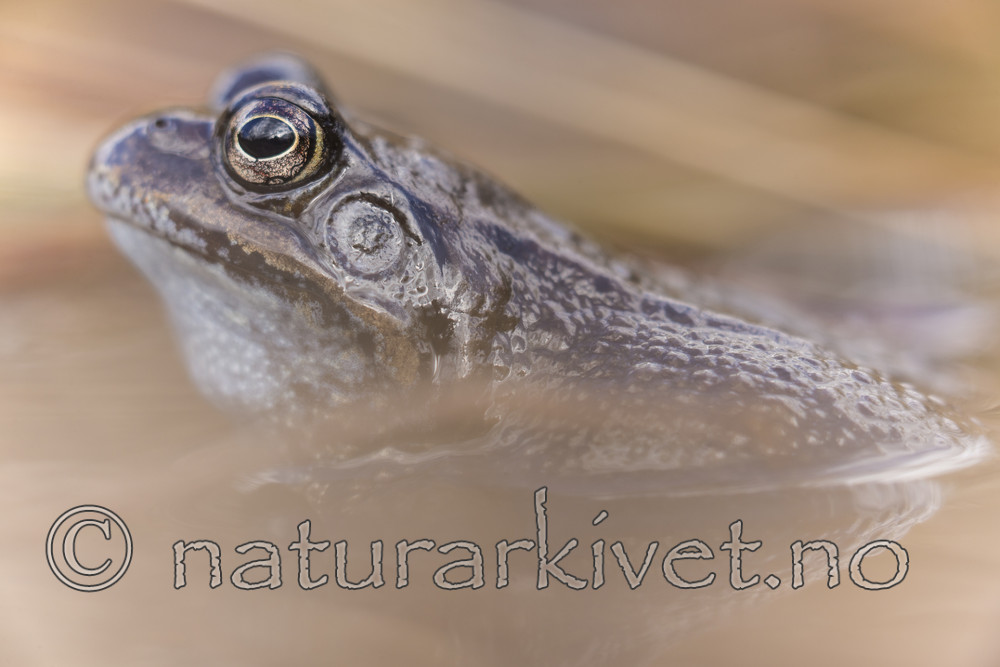 KA_160410_25 / Rana temporaria / Buttsnutefrosk
