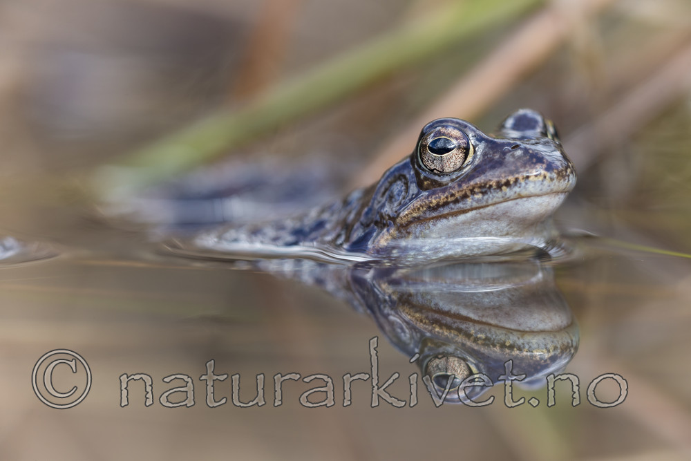 KA_160410_27 / Rana temporaria / Buttsnutefrosk