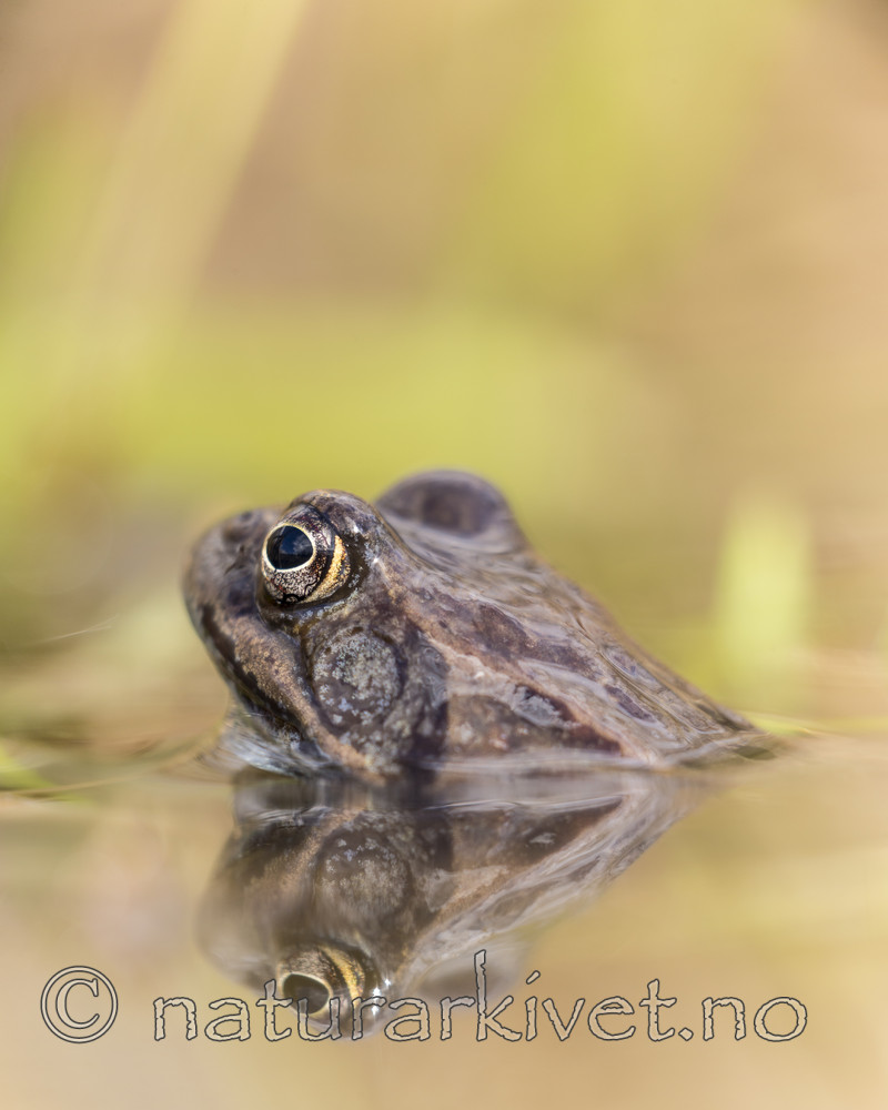 KA_160410_30 / Rana temporaria / Buttsnutefrosk