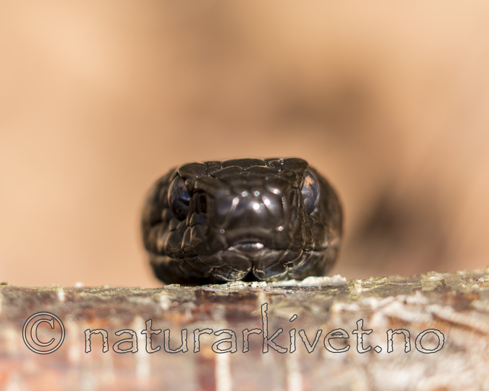KA_160410_35 / Vipera berus / Hoggorm