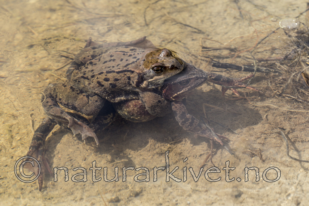KA_160410_4 / Rana temporaria / Buttsnutefrosk