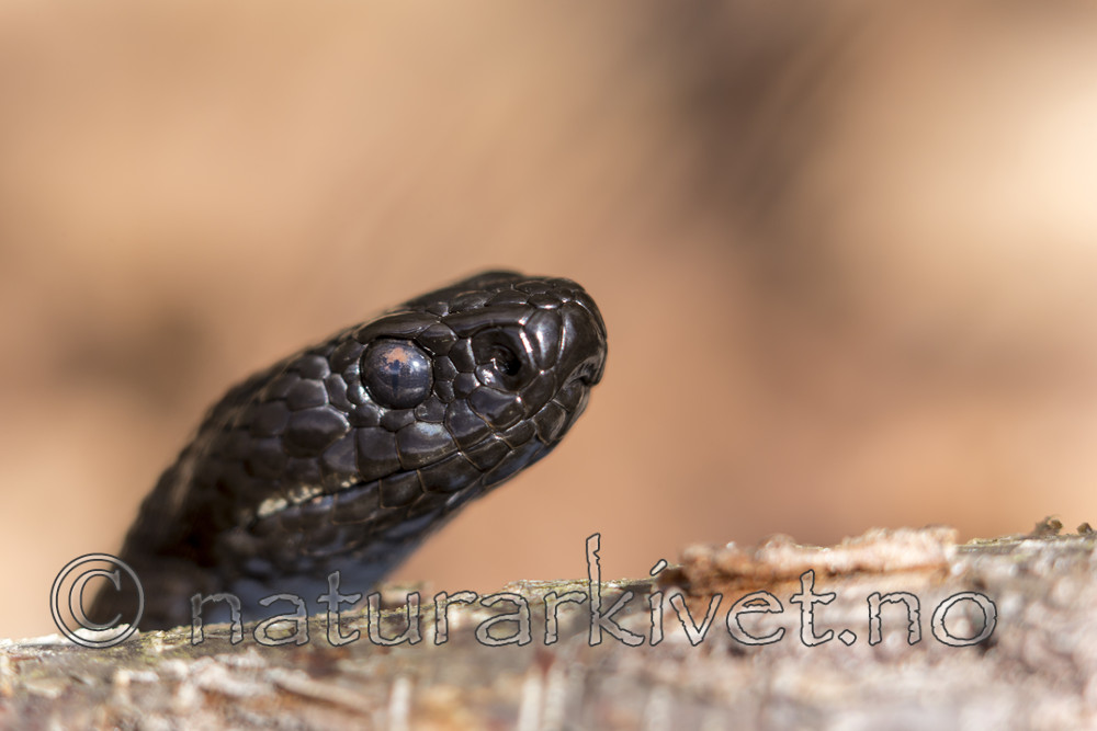 KA_160410_42 / Vipera berus / Hoggorm