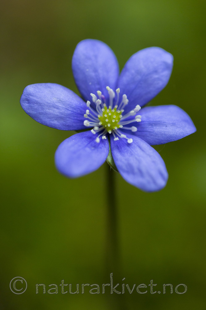 KA_160428_14 / Hepatica nobilis / Blåveis