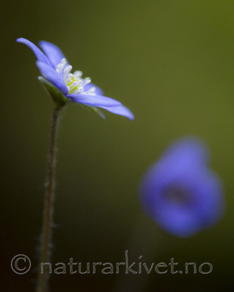 KA_160428_16 / Hepatica nobilis / Blåveis