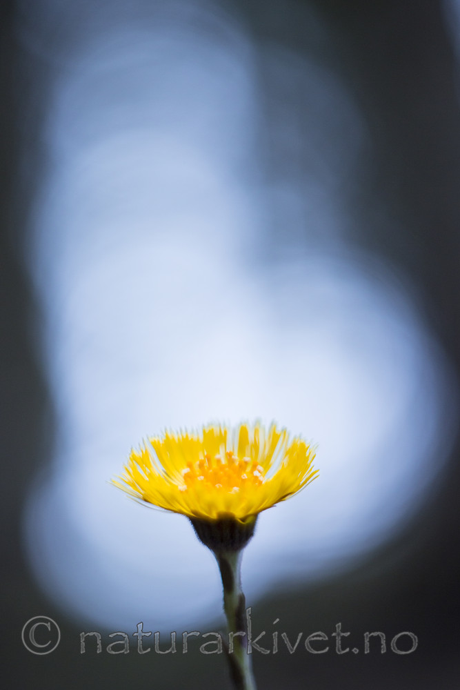 KA_160428_2 / Tussilago farfara / Hestehov