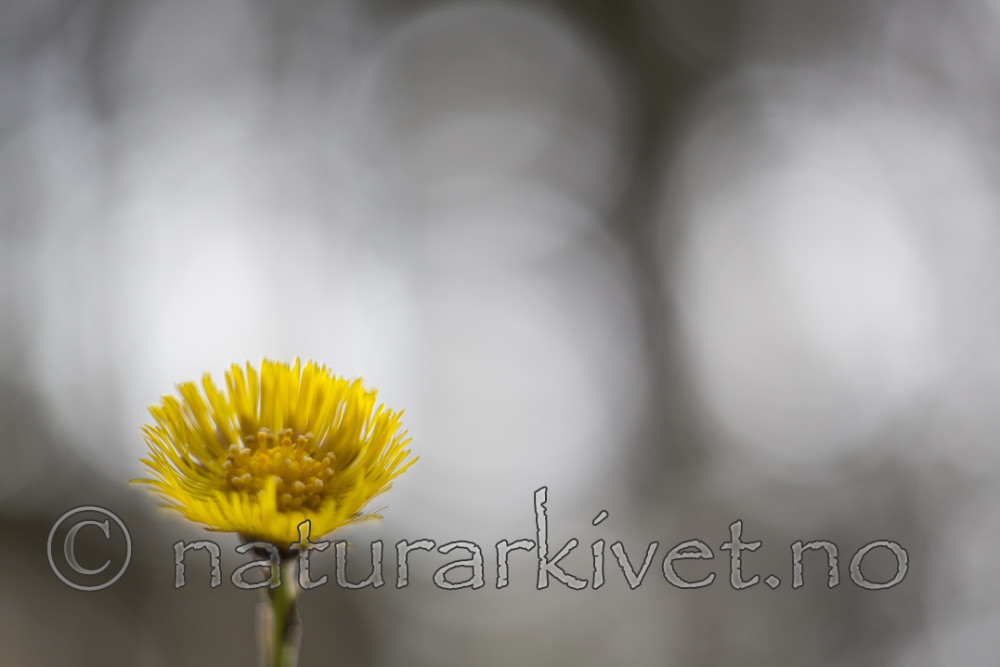KA_160428_6 / Tussilago farfara / Hestehov