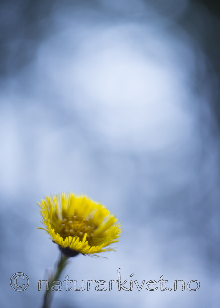 KA_160428_7 / Tussilago farfara / Hestehov