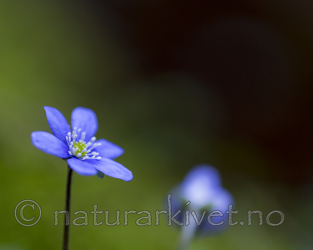 KA_160428_8 / Hepatica nobilis / Blåveis