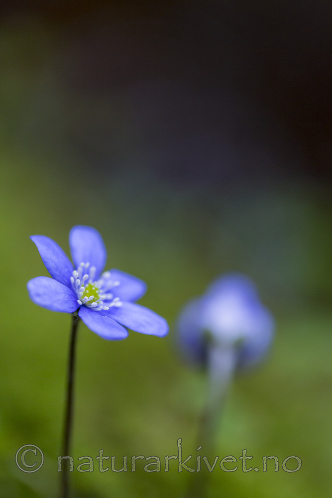 KA_160428_9 / Hepatica nobilis / Blåveis