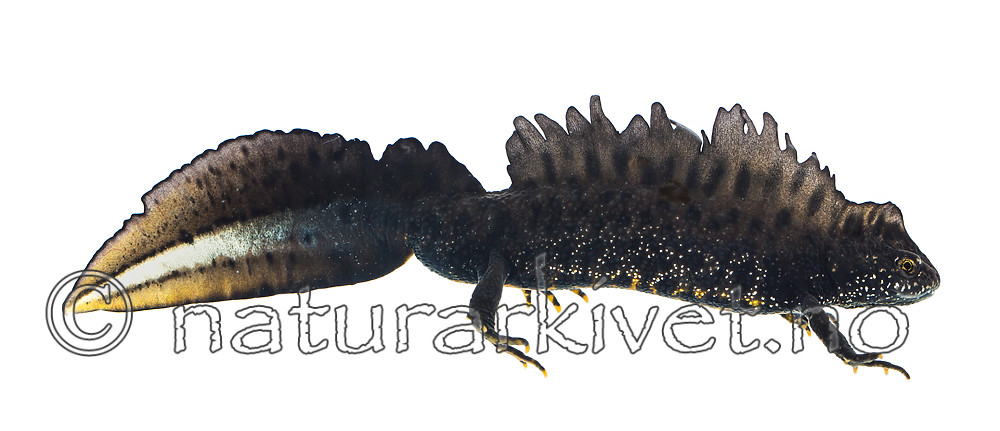 KA_160501_1 / Triturus cristatus / Storsalamander