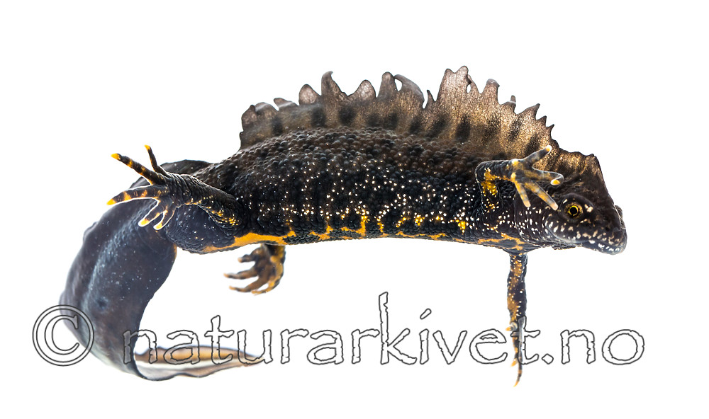 KA_160501_10 / Triturus cristatus / Storsalamander