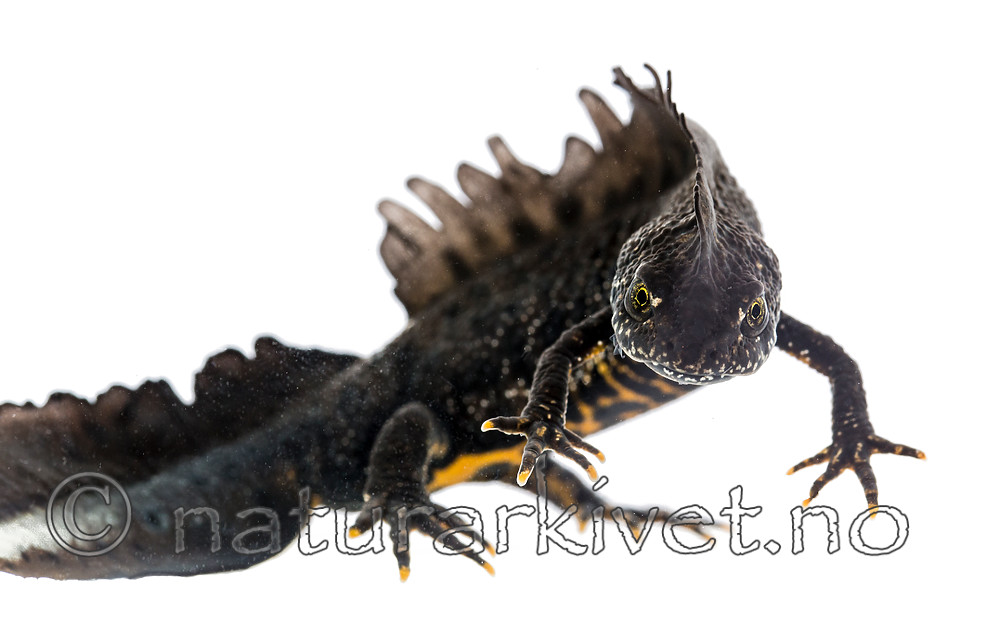 KA_160501_16 / Triturus cristatus / Storsalamander