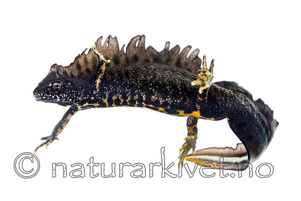 KA_160501_32 / Triturus cristatus / Storsalamander