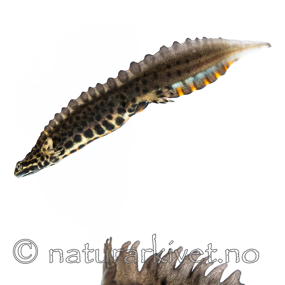 KA_160501_69 / Lissotriton vulgaris / Småsalamander